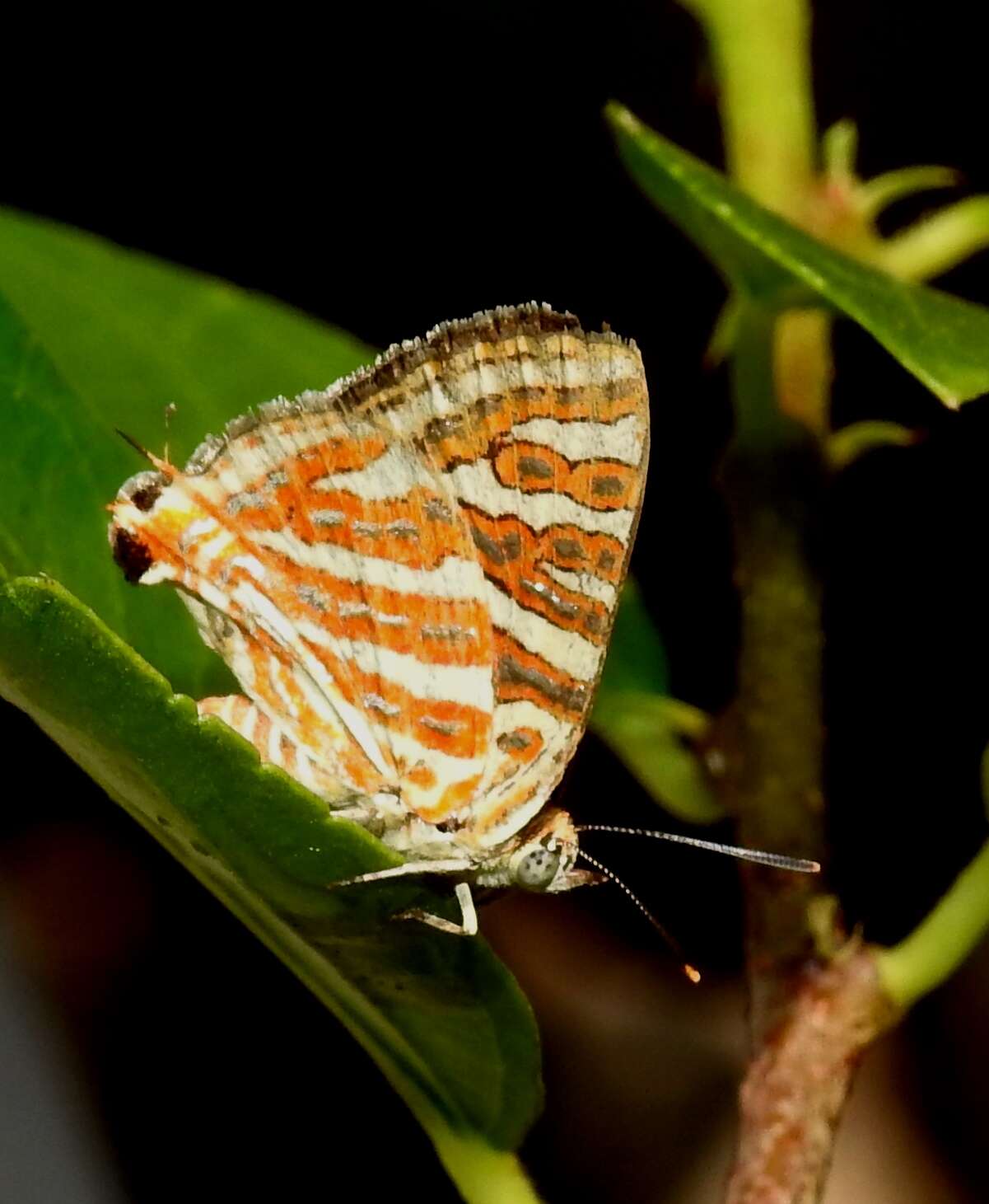 Слика од Cigaritis vulcanus