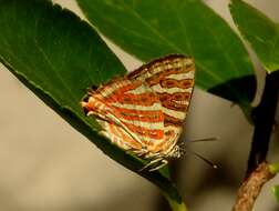 Слика од Cigaritis vulcanus