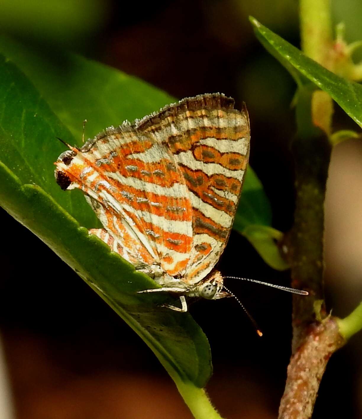 Слика од Cigaritis vulcanus