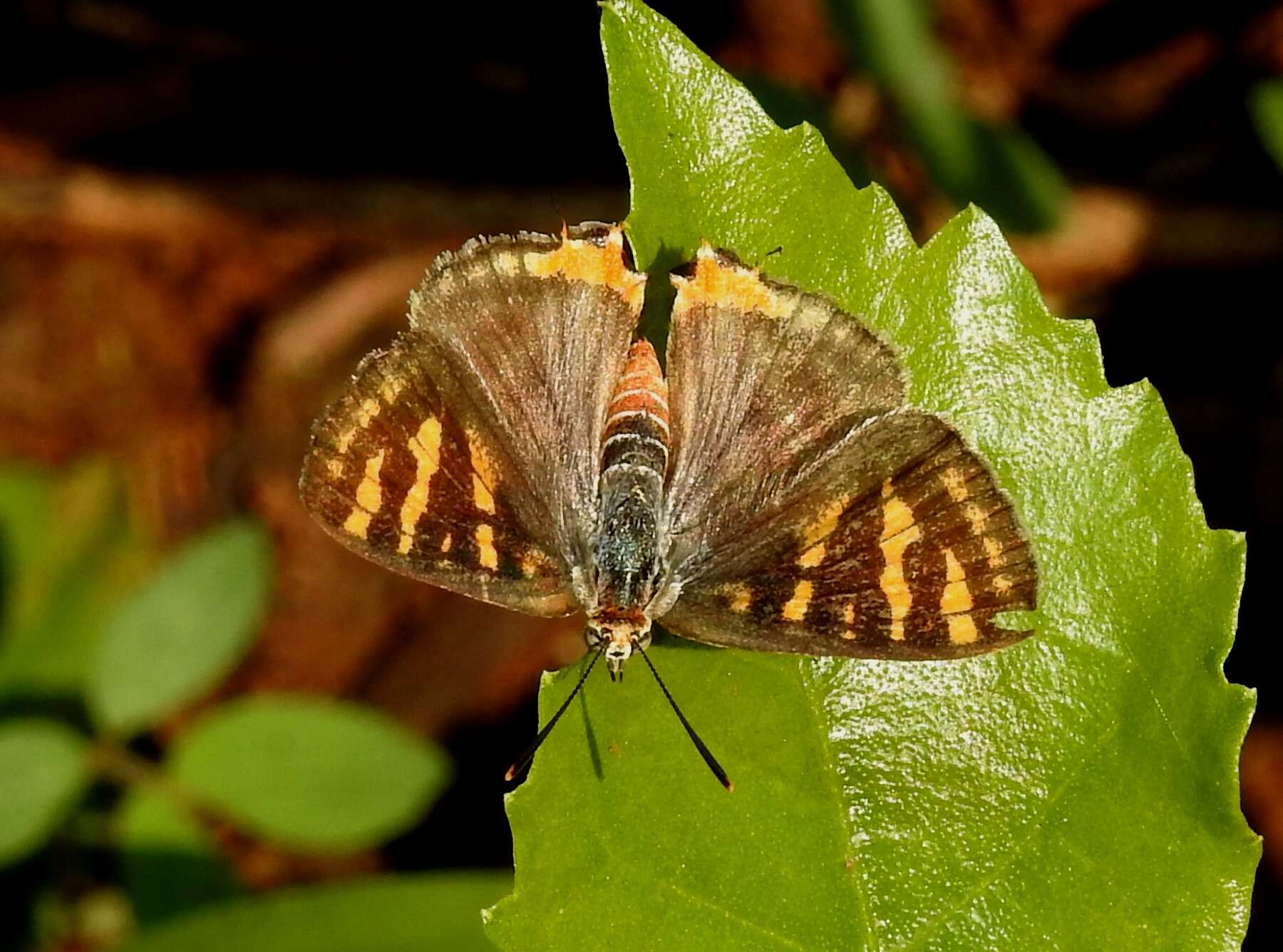 Слика од Cigaritis vulcanus