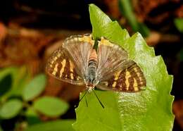 Image of Cigaritis vulcanus