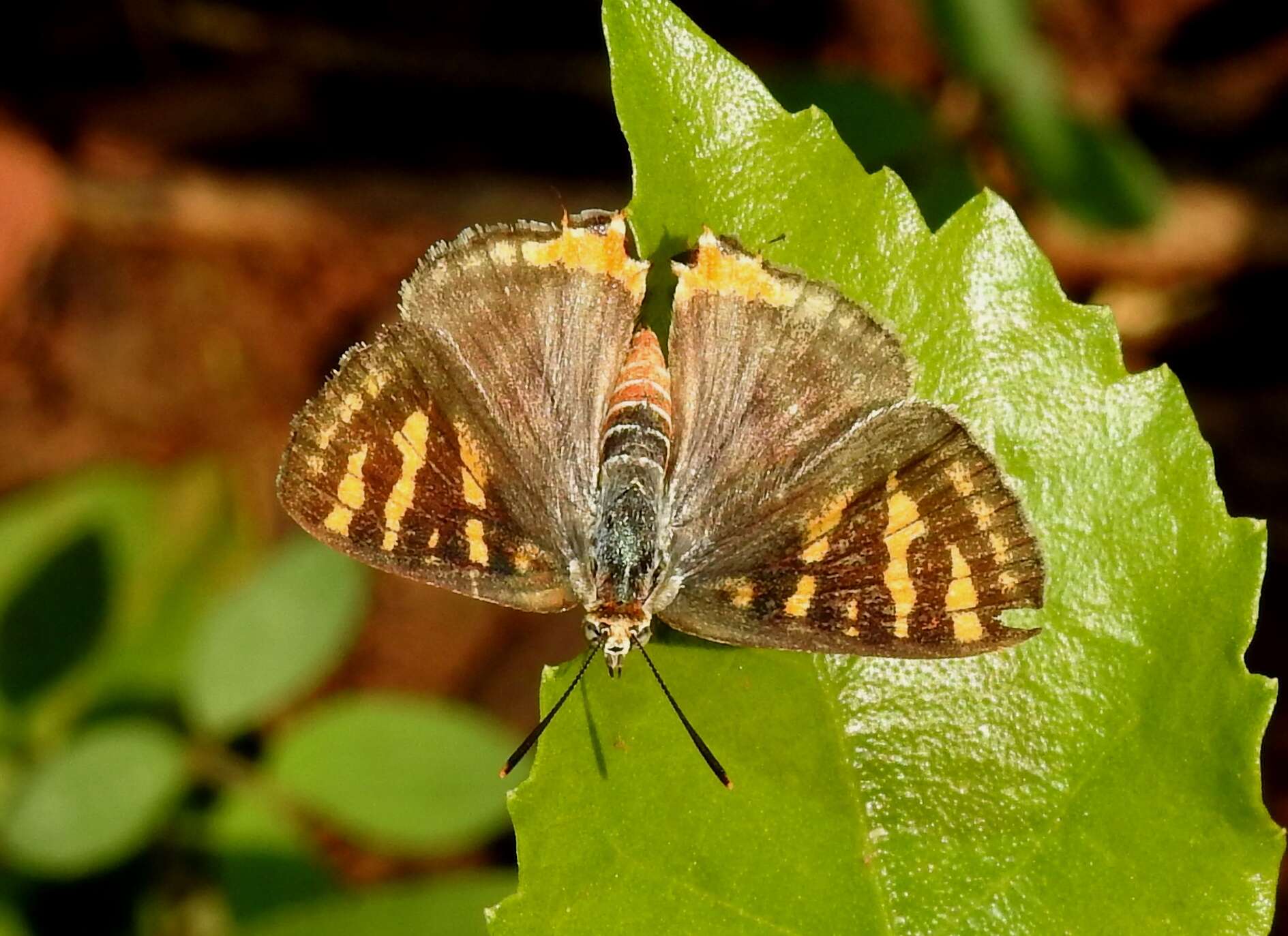 Image of Cigaritis vulcanus