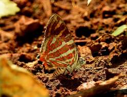 Image of Cigaritis vulcanus