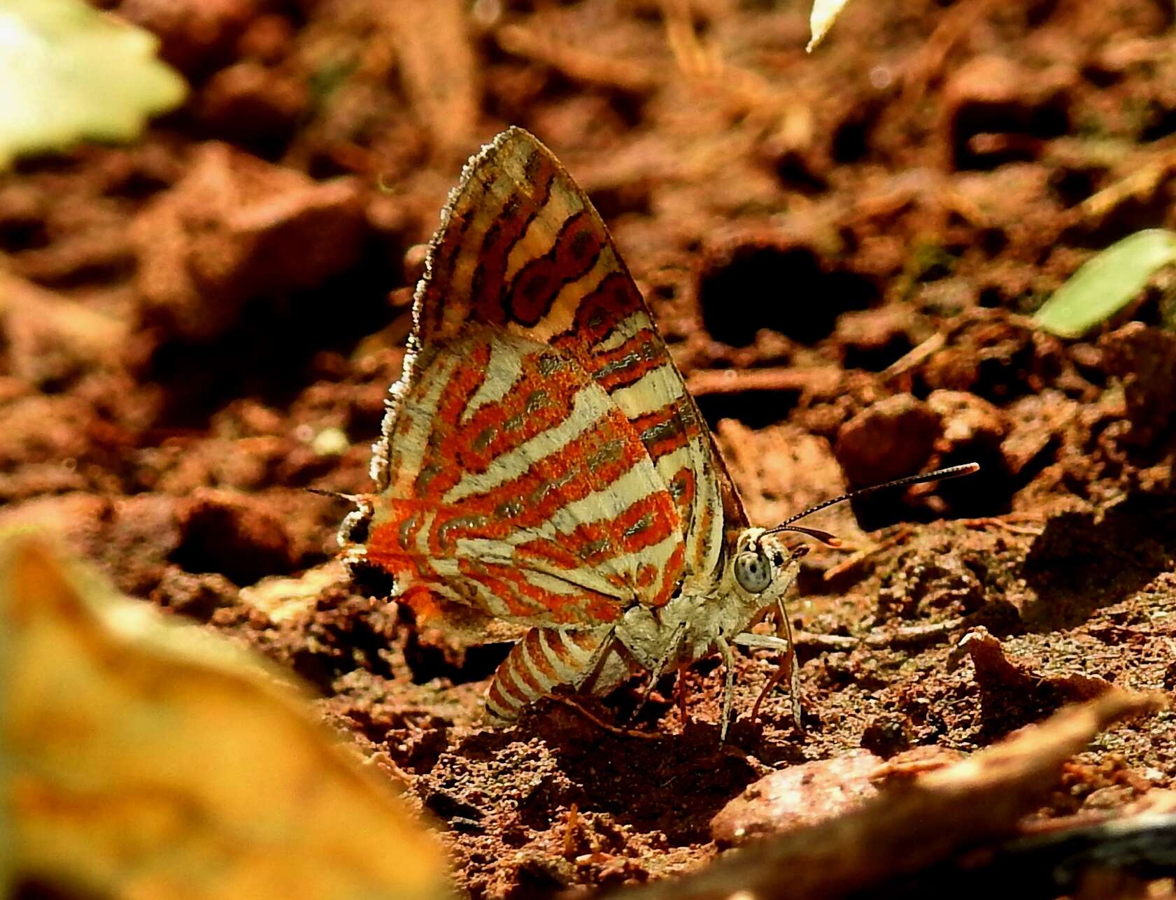 Слика од Cigaritis vulcanus