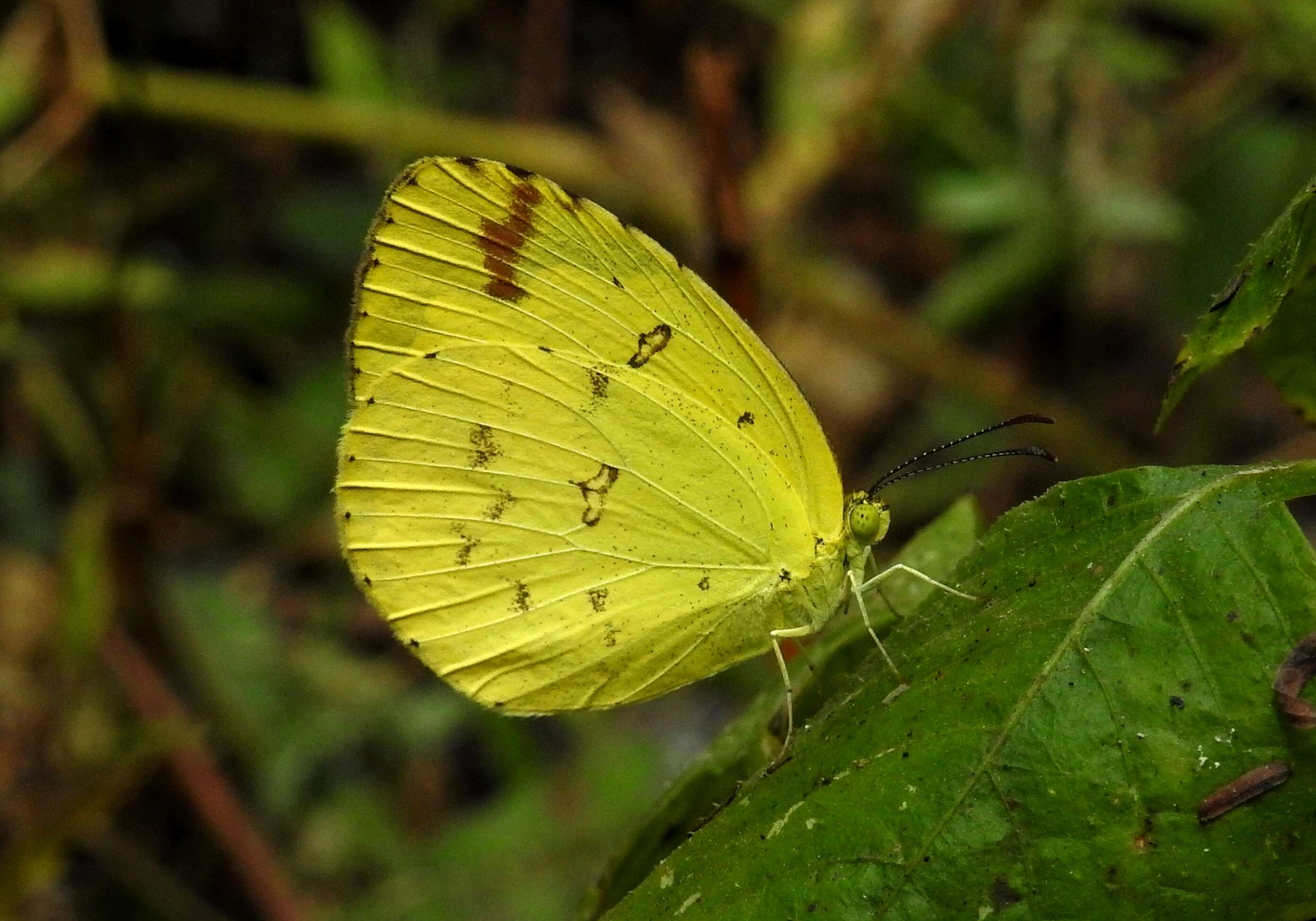 Image of Broad-bordered Grass Yellow