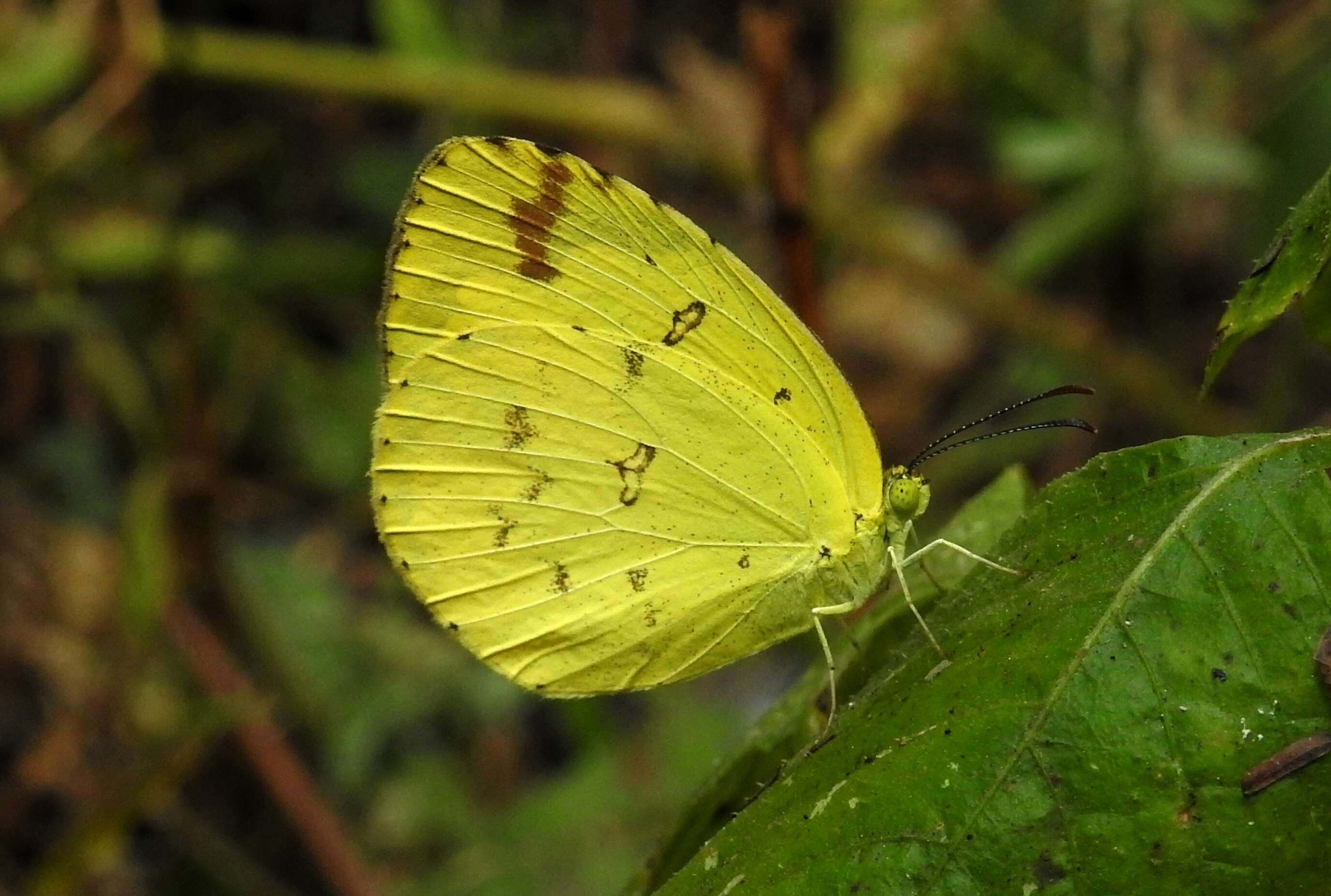 Image of Broad-bordered Grass Yellow