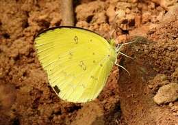 Image of Broad-bordered Grass Yellow