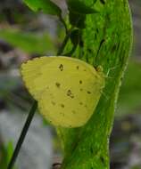 Image de Eurema hecabe (Linnaeus 1758)