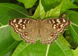 Image of Junonia lemonias Linnaeus 1758