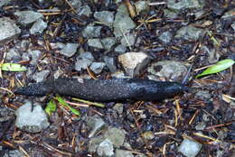 Image of ash-black slug