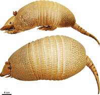 Image of Southern Long-Nosed Armadillo