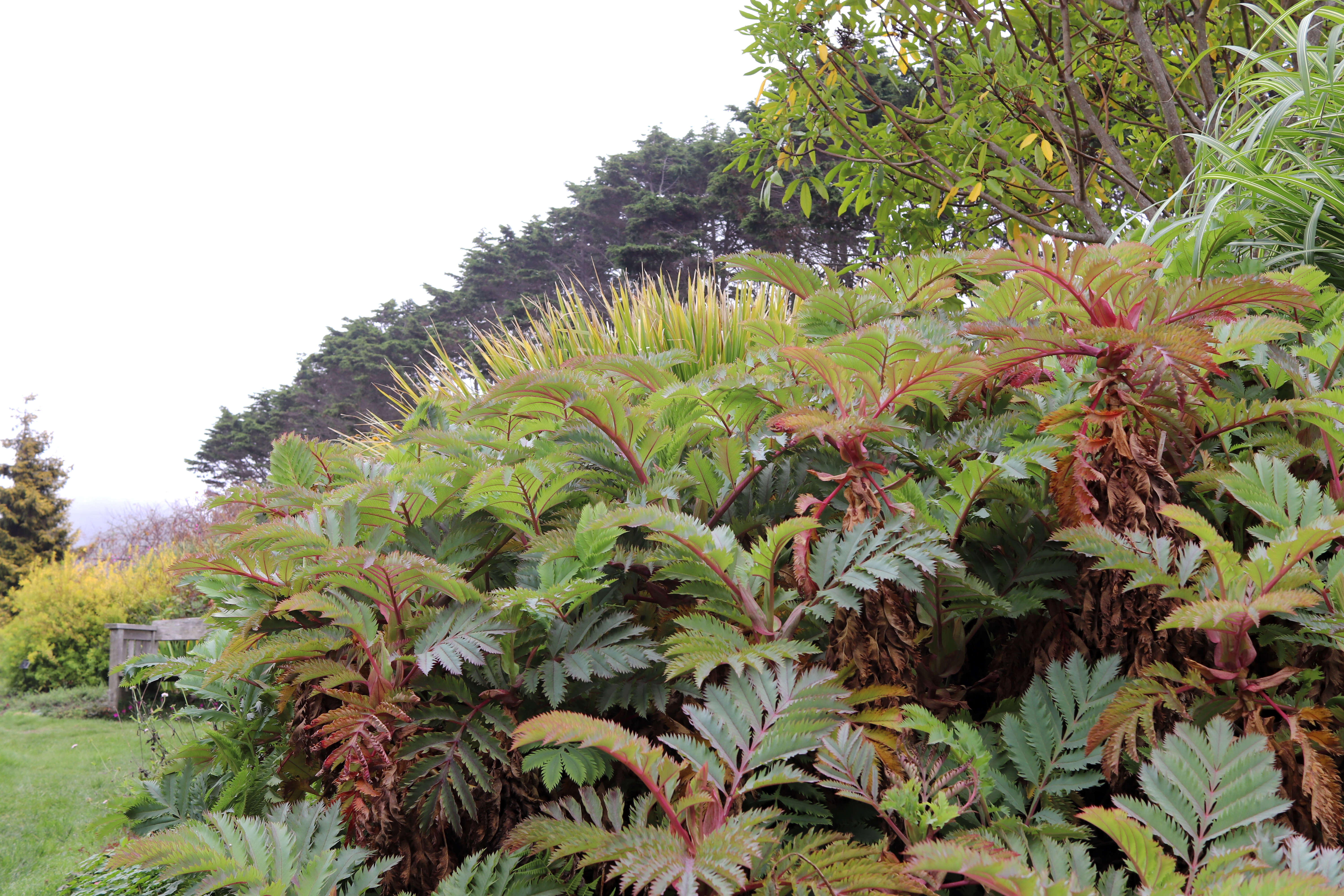 Image de Melianthus major L.