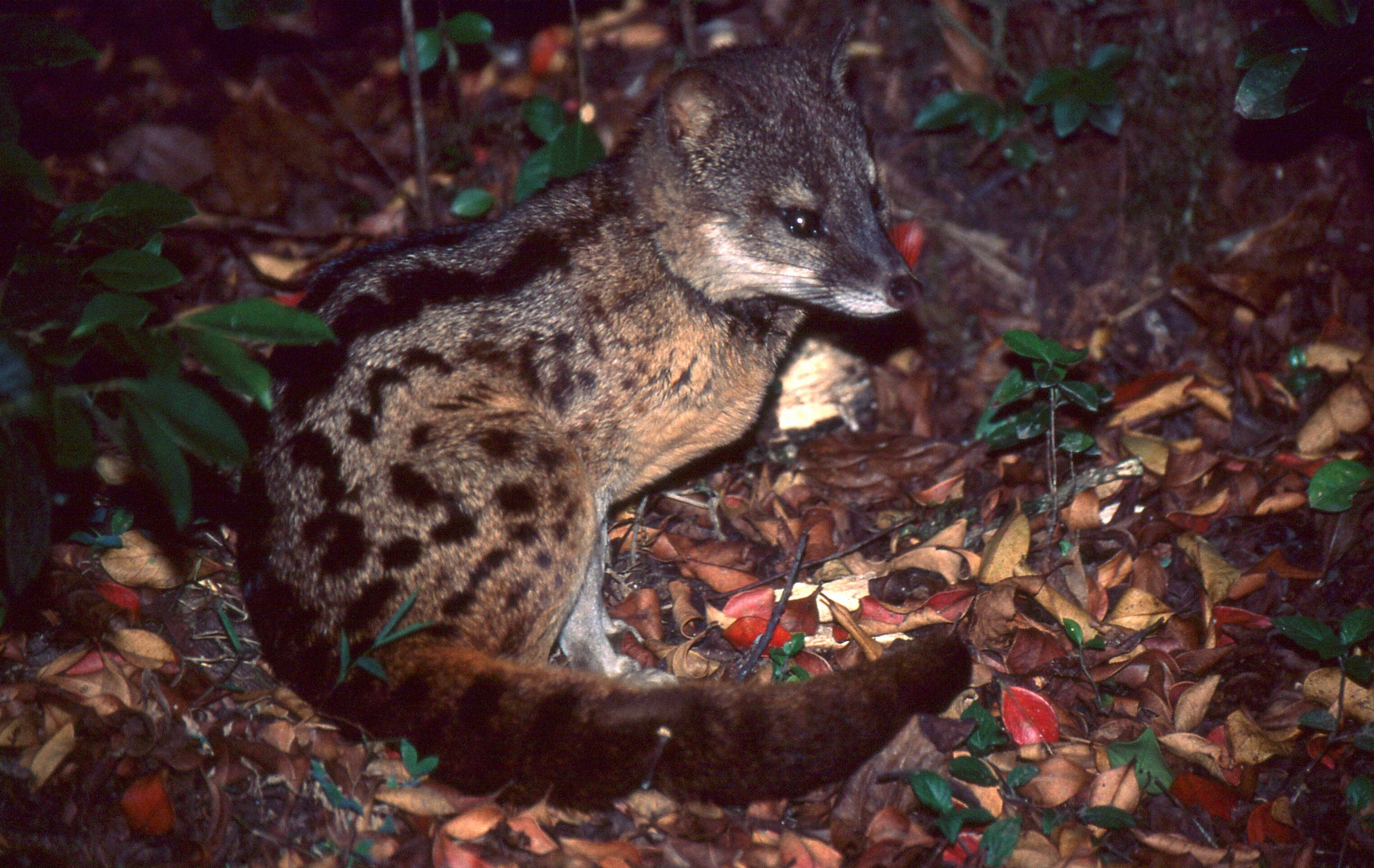 Image of Malagasy civet