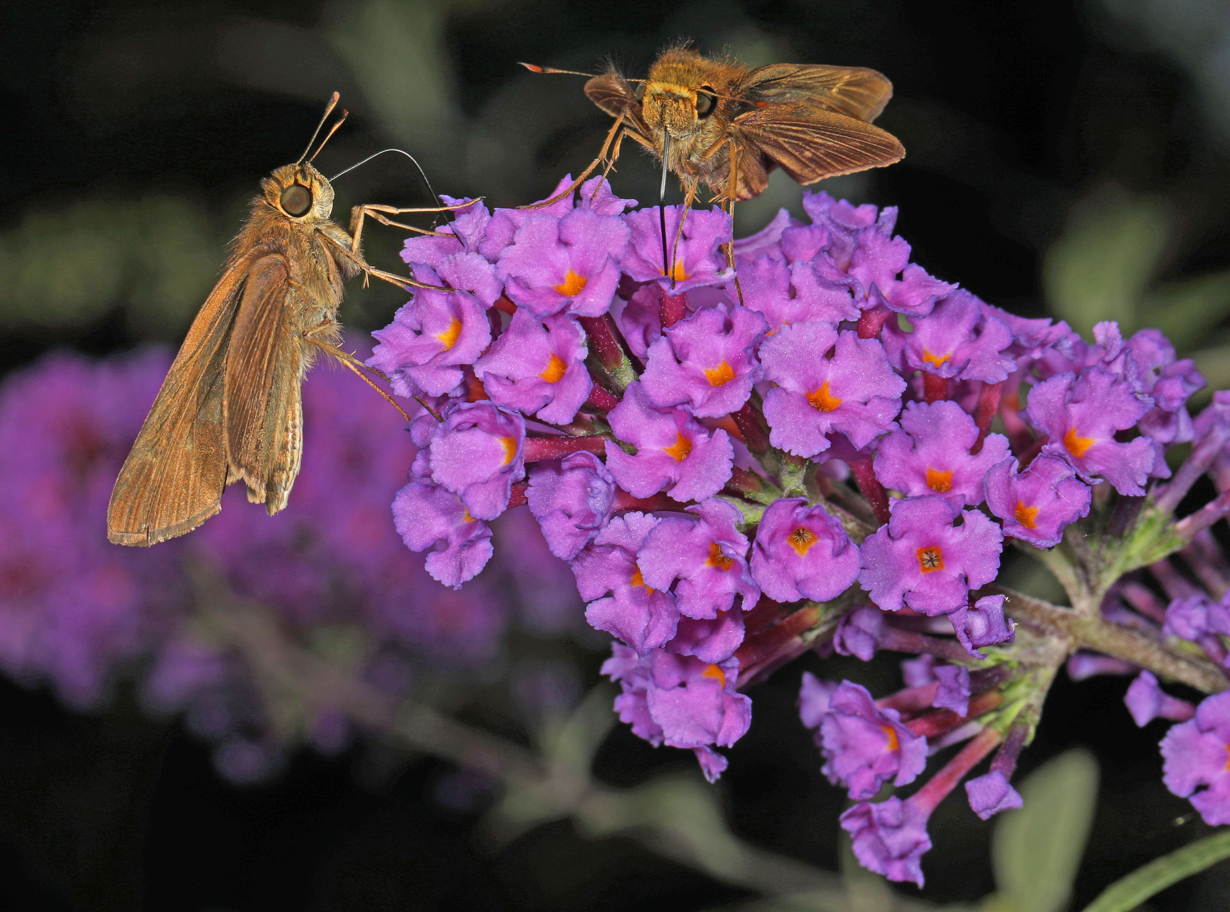 Image of Long-windged Skipper