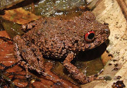 Image of Ischnocnema verrucosa (Reinhardt & Lütken 1862)