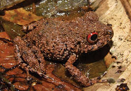 Image of Ischnocnema verrucosa (Reinhardt & Lütken 1862)