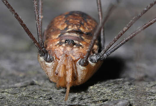 Image of Daddy-long-legs