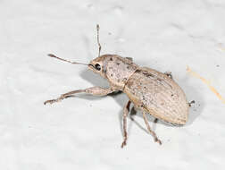 Image of White-fringed Weevils