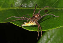 Image of Nursery Web Spider