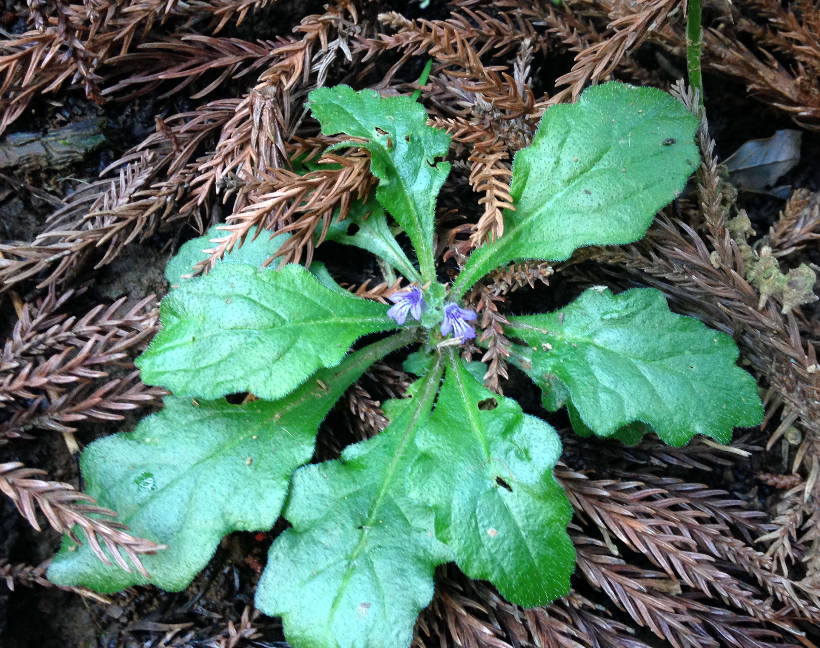 Слика од Ajuga decumbens Thunb.