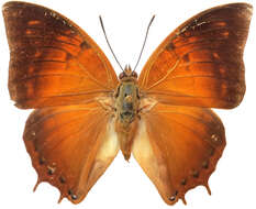 Imagem de Charaxes amycus Felder 1861