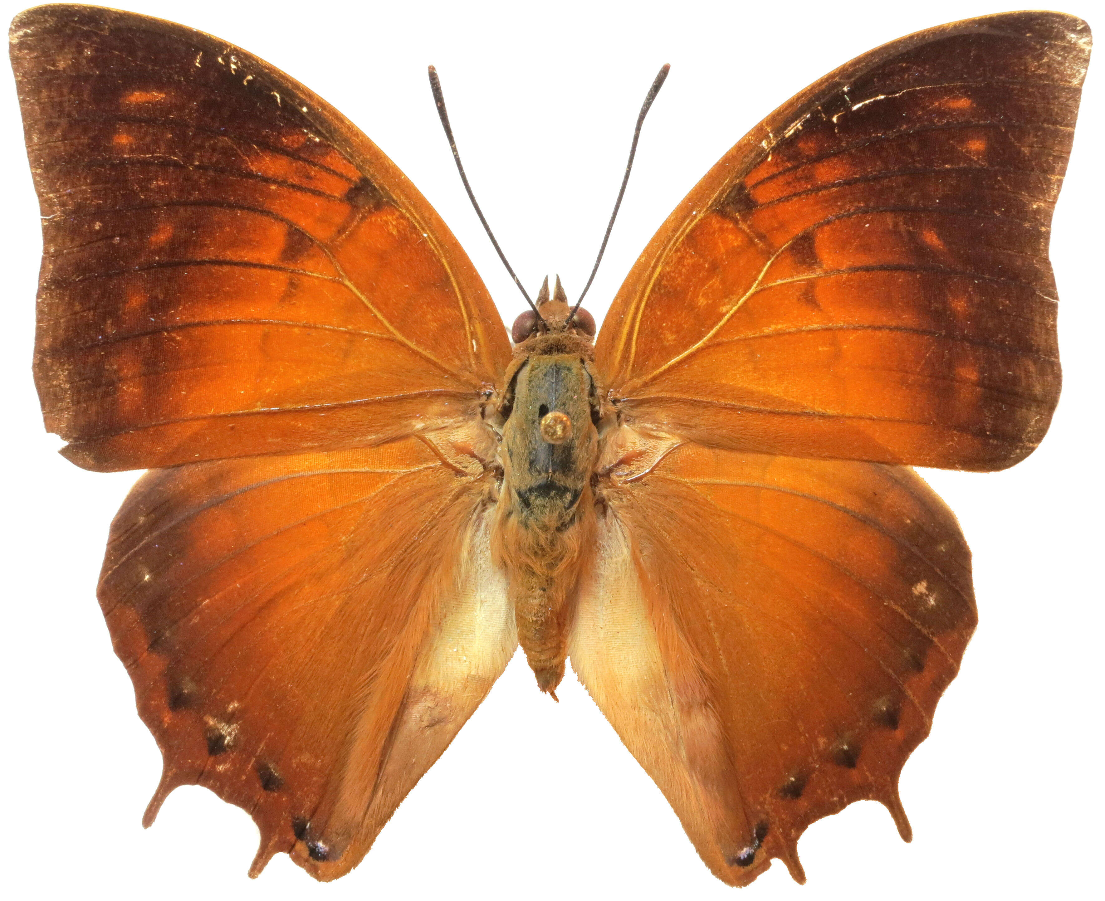 Imagem de Charaxes amycus Felder 1861