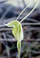 Image of Greenhood orchids