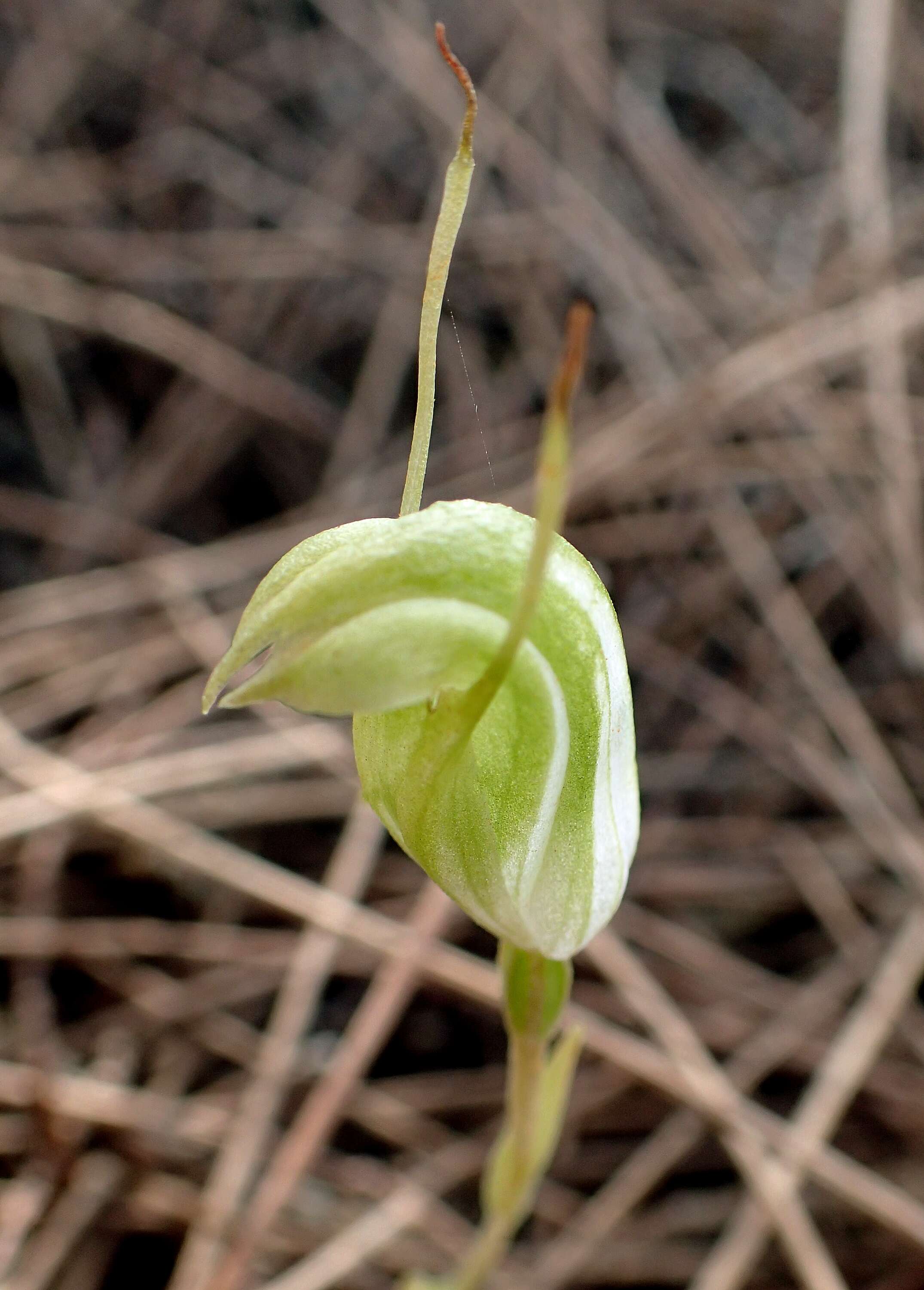 Image of Greenhood orchids