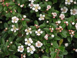 Image of bearberry cotoneaster