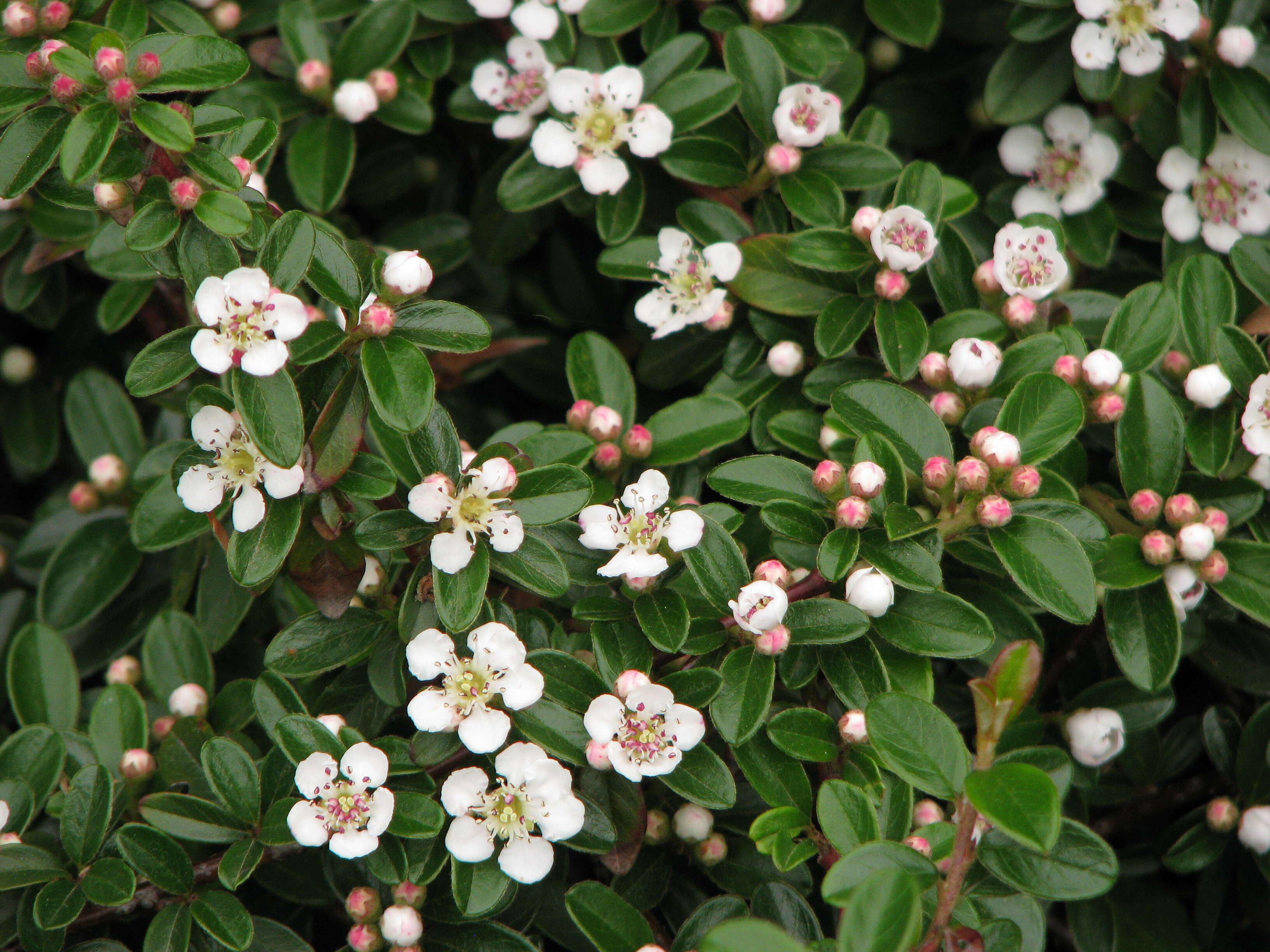 Image of coral beauty cotoneaster