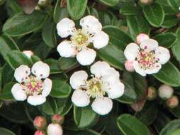 Image of bearberry cotoneaster