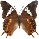 Image of Charaxes ocellatus Fruhstorfer 1896