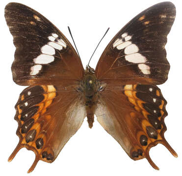 Image of Charaxes ocellatus Fruhstorfer 1896