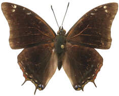 Charaxes variata的圖片