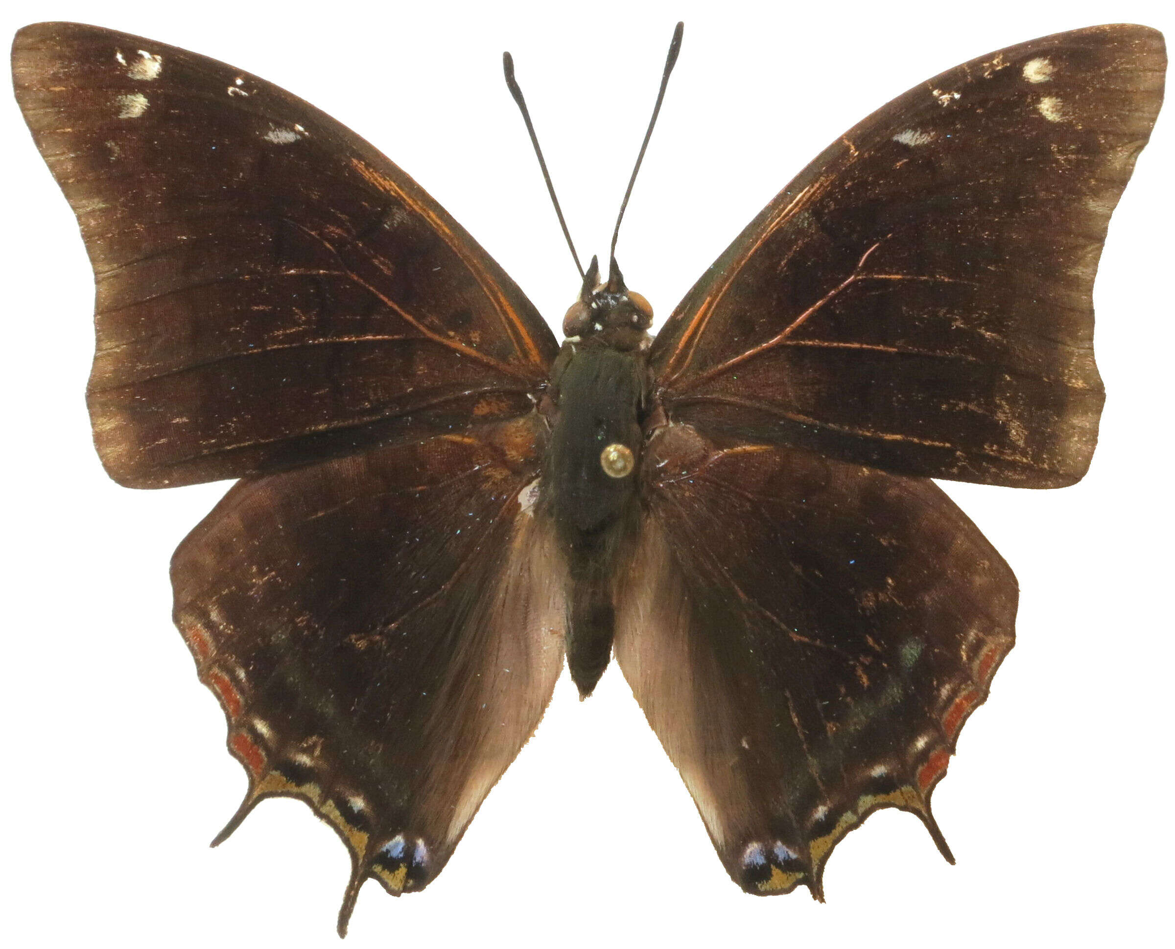 Charaxes variata的圖片