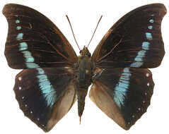 Слика од Charaxes porthos Grose-Smith 1883