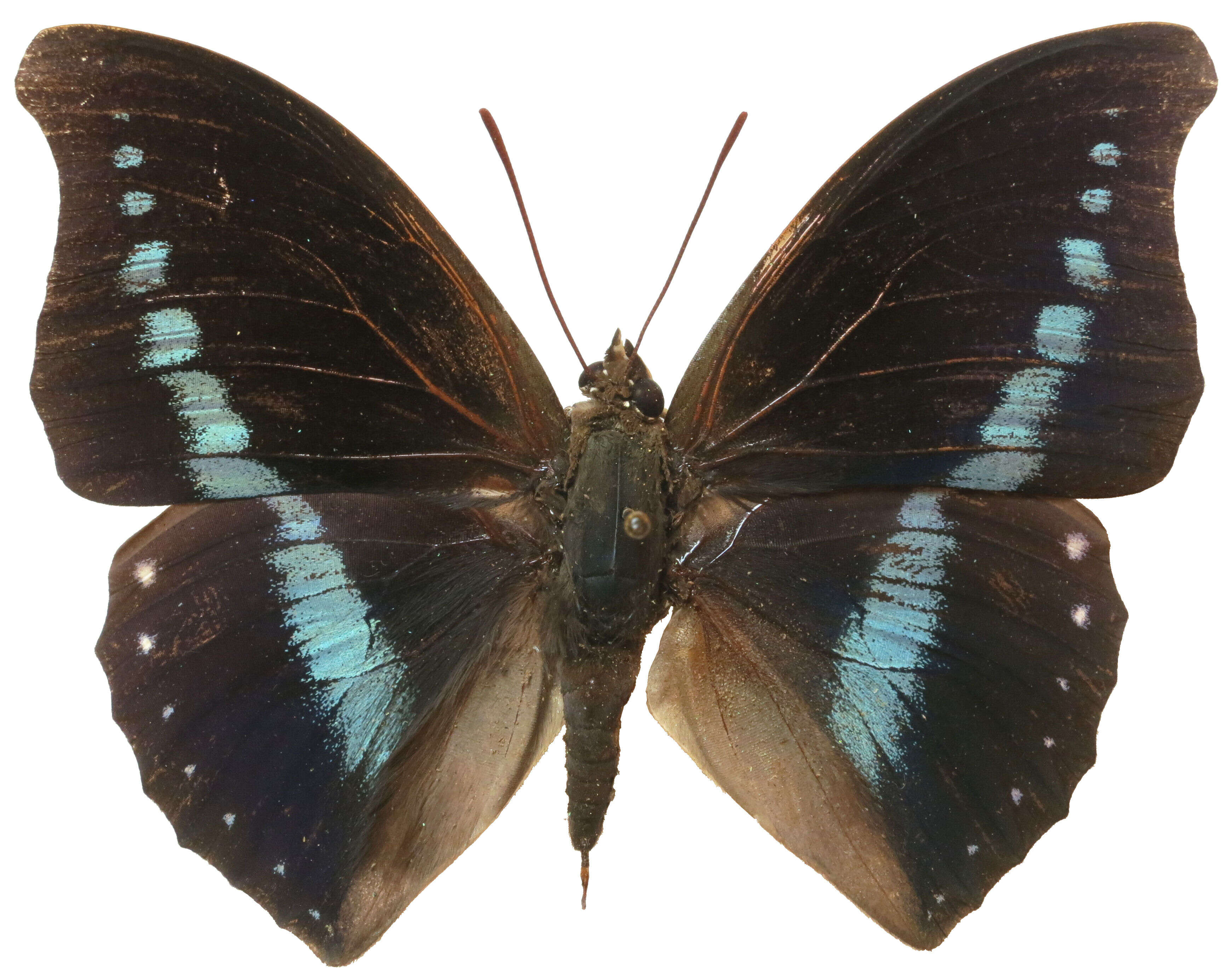 Слика од Charaxes porthos Grose-Smith 1883