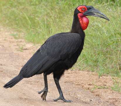 Image of Southern Ground Hornbill