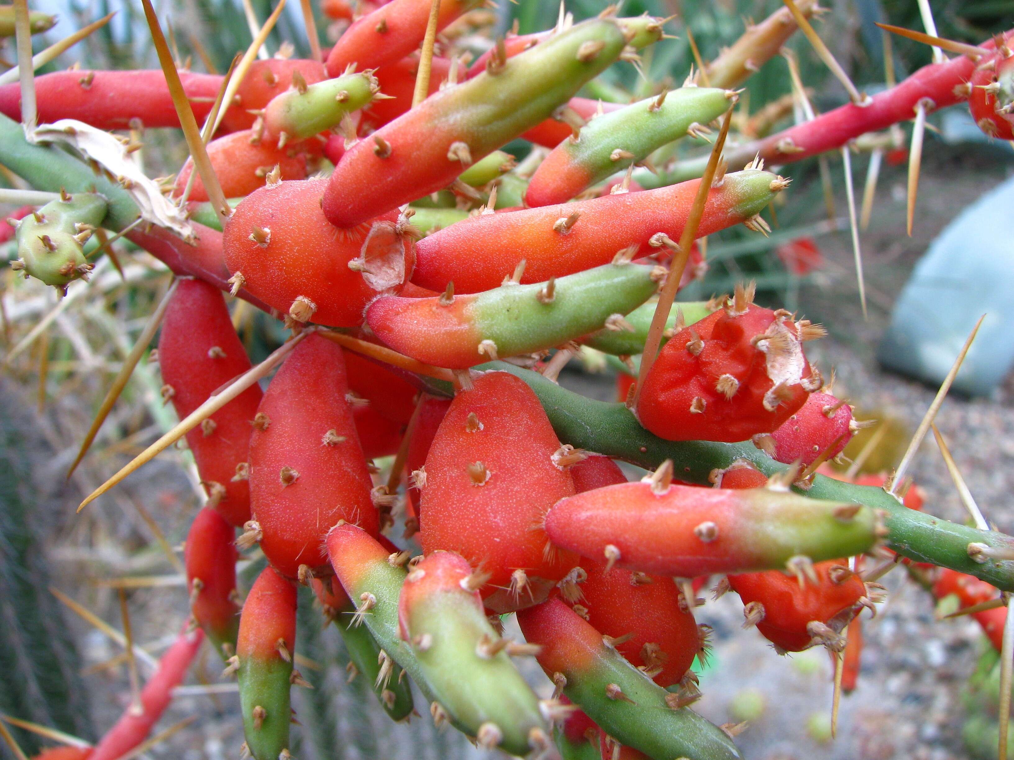 Image de Cylindropuntia leptocaulis (DC.) F. M. Knuth