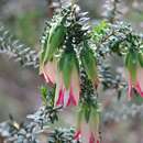 Sivun Darwinia meeboldii C. A. Gardner ex C. A. Gardner kuva