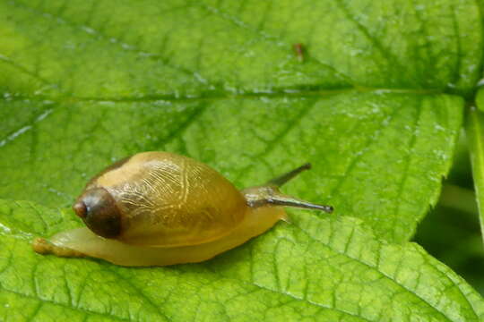 Image of amber snail