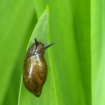 Image of pfeifers amber snail