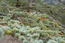 Image of Cyprus Cedar