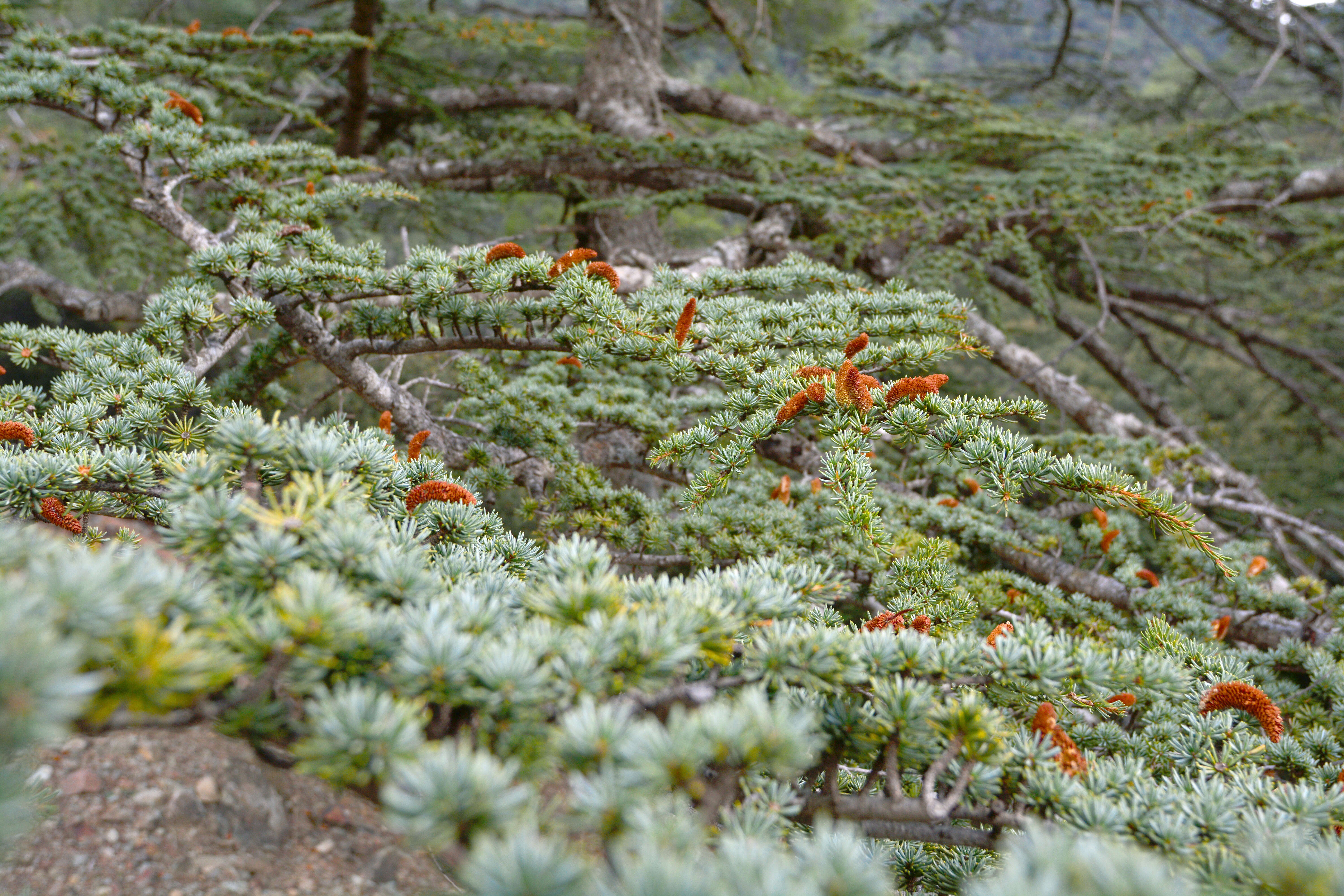 Image of Cyprus Cedar