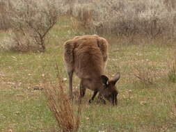 Macropus fuliginosus (Desmarest 1817) resmi