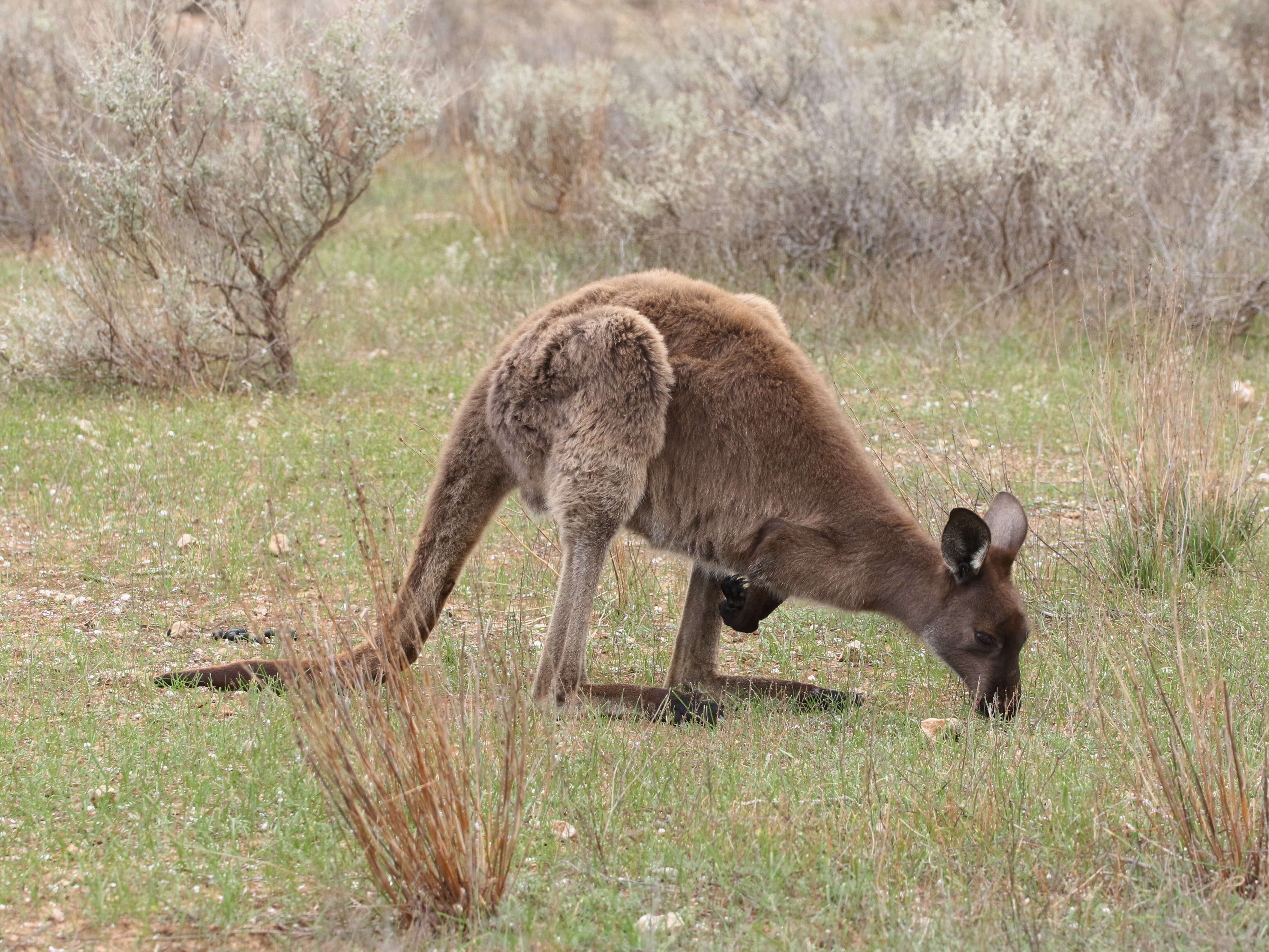 Macropus fuliginosus (Desmarest 1817) resmi