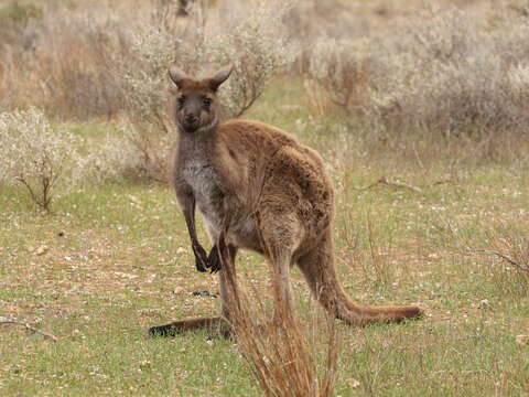 Macropus fuliginosus (Desmarest 1817) resmi