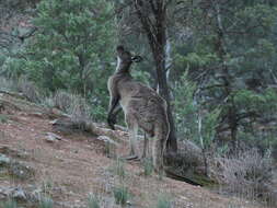 Image of Kangaroo Island Western Grey Kangaroo