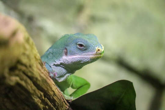 Image of Fiji iguanas