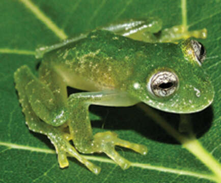 Image of Humboldt's Glass Frog